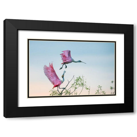 Rosy pair (Roseate Spoonbills) Black Modern Wood Framed Art Print with Double Matting by Mei, C.