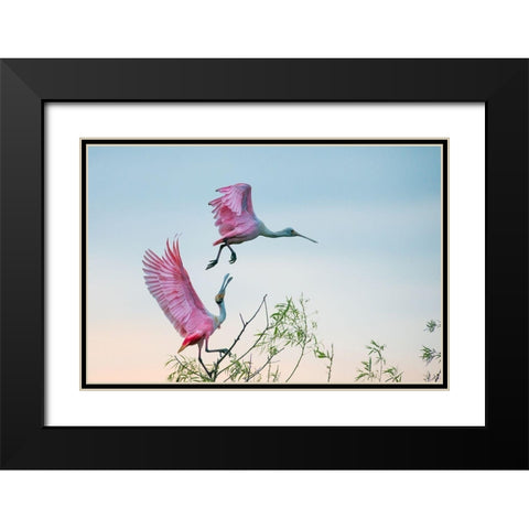 Rosy pair (Roseate Spoonbills) Black Modern Wood Framed Art Print with Double Matting by Mei, C.