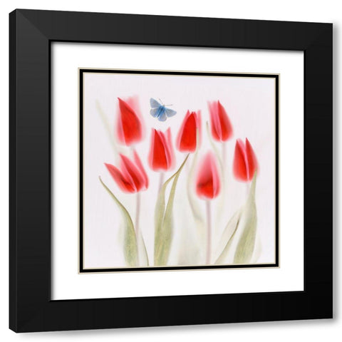 Red Tulips Black Modern Wood Framed Art Print with Double Matting by Haslam, Brian