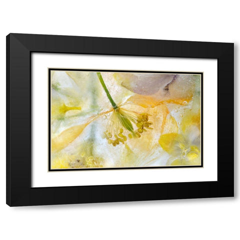 Papaver Ice Black Modern Wood Framed Art Print with Double Matting by Disher, Mandy