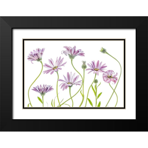 Cape Daisies Black Modern Wood Framed Art Print with Double Matting by Disher, Mandy
