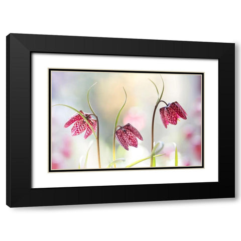 Snakes head Fritillary Black Modern Wood Framed Art Print with Double Matting by Disher, Mandy