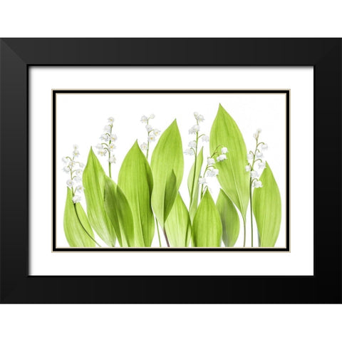 Lily of the valley Black Modern Wood Framed Art Print with Double Matting by Disher, Mandy