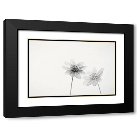 Two small flowers Black Modern Wood Framed Art Print with Double Matting by Gronkjar, Lotte