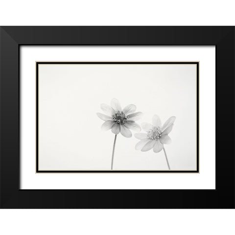 Two small flowers Black Modern Wood Framed Art Print with Double Matting by Gronkjar, Lotte