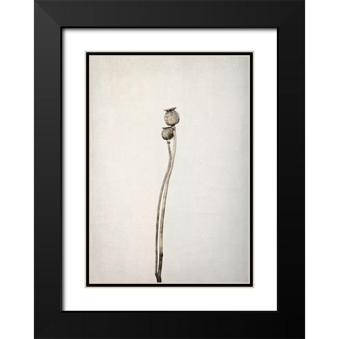 Two old poppies Black Modern Wood Framed Art Print with Double Matting by Gronkjar, Lotte