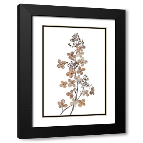 Hydrangea Paniculata Black Modern Wood Framed Art Print with Double Matting by Disher, Mandy