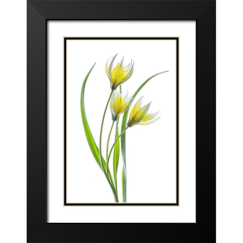 Tulipa II Black Modern Wood Framed Art Print with Double Matting by Disher, Mandy