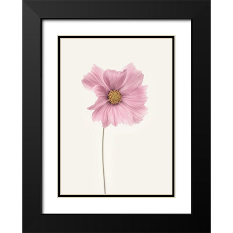 Cosmos flower Black Modern Wood Framed Art Print with Double Matting by Gronkjar, Lotte