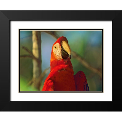 Scarlet Macaw Black Modern Wood Framed Art Print with Double Matting by Fitzharris, Tim