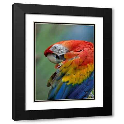 Scarlet Macaw Preening III Black Modern Wood Framed Art Print with Double Matting by Fitzharris, Tim