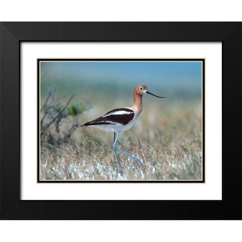 American Avocet Black Modern Wood Framed Art Print with Double Matting by Fitzharris, Tim
