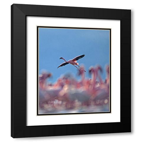 Lesser Flamingo Black Modern Wood Framed Art Print with Double Matting by Fitzharris, Tim