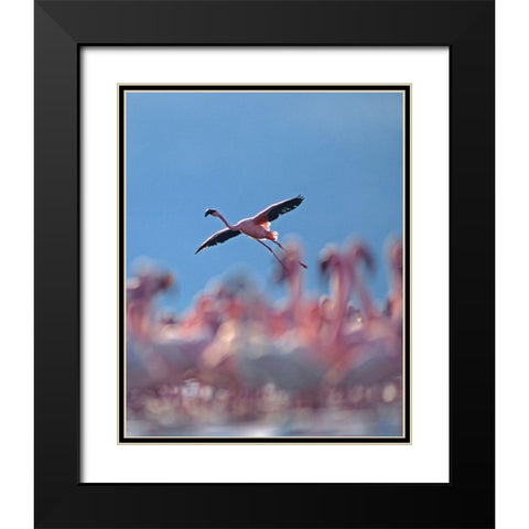 Lesser Flamingo Black Modern Wood Framed Art Print with Double Matting by Fitzharris, Tim