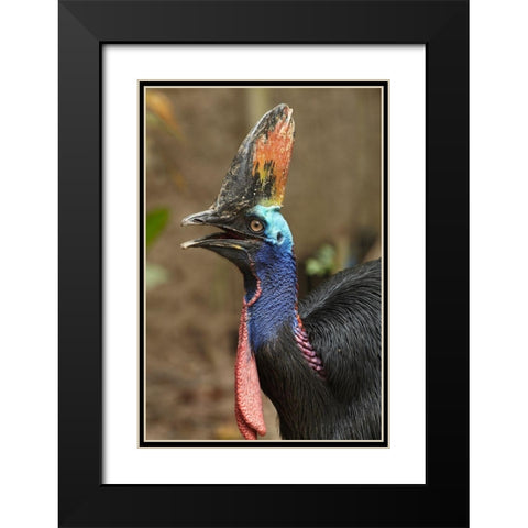 Cassowary Black Modern Wood Framed Art Print with Double Matting by Fitzharris, Tim