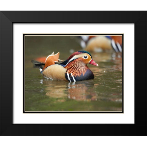 Mandarin Duck Male II Black Modern Wood Framed Art Print with Double Matting by Fitzharris, Tim