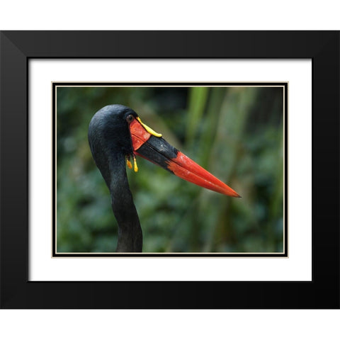 Saddle-billed Stork-Kenya I Black Modern Wood Framed Art Print with Double Matting by Fitzharris, Tim