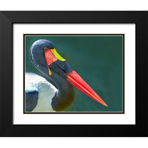 Saddle-billed Stork-Kenya II Black Modern Wood Framed Art Print with Double Matting by Fitzharris, Tim
