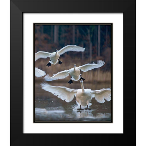 Trumpeter Swans Landing on Magness Lake-Arkansas II Black Modern Wood Framed Art Print with Double Matting by Fitzharris, Tim