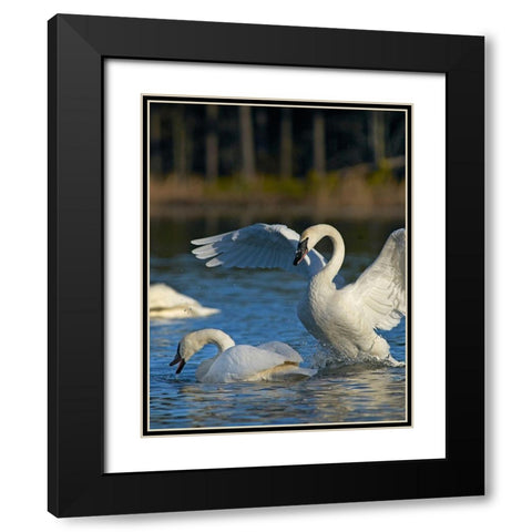 Trumpeter Swans Pair-Arkansas Black Modern Wood Framed Art Print with Double Matting by Fitzharris, Tim