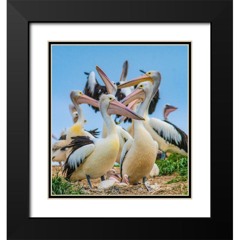 Australian Pelican Colony-Penguin Island-Australia I Black Modern Wood Framed Art Print with Double Matting by Fitzharris, Tim