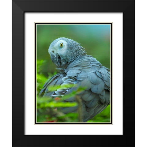 African Gray Parrot Portrait II Black Modern Wood Framed Art Print with Double Matting by Fitzharris, Tim