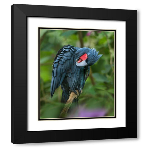 Black Palm Cockatoo-Indonesia Black Modern Wood Framed Art Print with Double Matting by Fitzharris, Tim