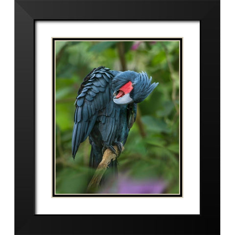 Black Palm Cockatoo-Indonesia Black Modern Wood Framed Art Print with Double Matting by Fitzharris, Tim