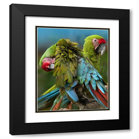 Blue Macaw Preening II Black Modern Wood Framed Art Print with Double Matting by Fitzharris, Tim