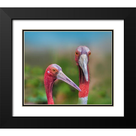Indian Cranes Black Modern Wood Framed Art Print with Double Matting by Fitzharris, Tim