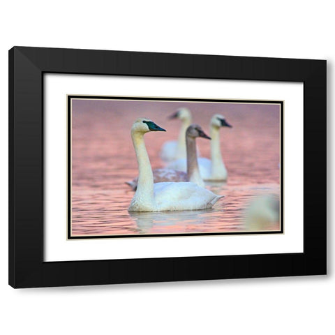 Trumpeter Swans at Twilight-Arkansas I Black Modern Wood Framed Art Print with Double Matting by Fitzharris, Tim