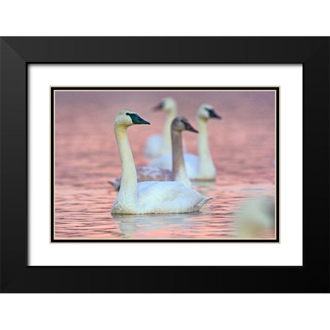 Trumpeter Swans at Twilight-Arkansas I Black Modern Wood Framed Art Print with Double Matting by Fitzharris, Tim