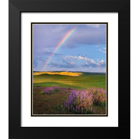 Giant lupines-Carrizo Plains National Monument-California Black Modern Wood Framed Art Print with Double Matting by Fitzharris, Tim