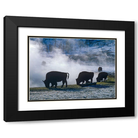 Bison at a Hot Spring-Yellowstone National Park-Wyoming Black Modern Wood Framed Art Print with Double Matting by Fitzharris, Tim