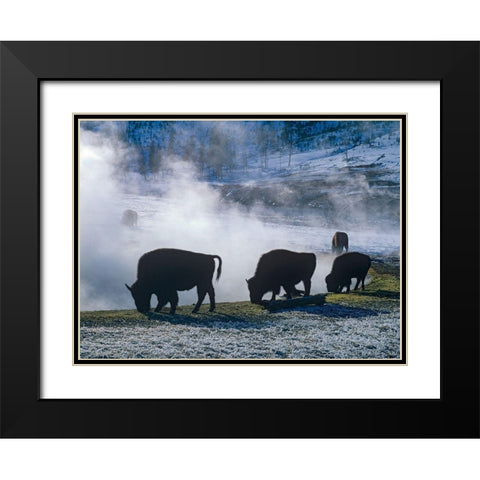 Bison at a Hot Spring-Yellowstone National Park-Wyoming Black Modern Wood Framed Art Print with Double Matting by Fitzharris, Tim