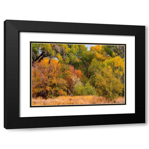 Verde River Valley Dead Horse Ranch State Park Arizona USA Black Modern Wood Framed Art Print with Double Matting by Fitzharris, Tim