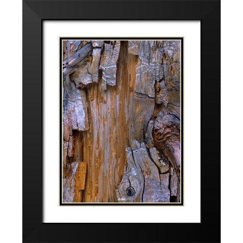 Yellow Cedar Trunk Black Modern Wood Framed Art Print with Double Matting by Fitzharris, Tim