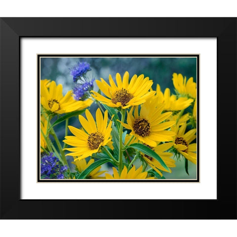 Maximillian Sunflowers Black Modern Wood Framed Art Print with Double Matting by Fitzharris, Tim
