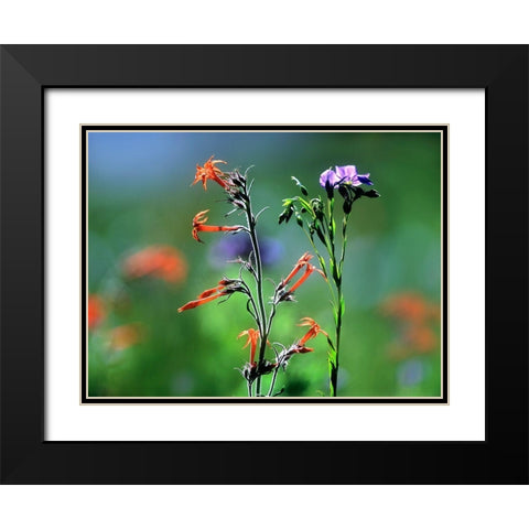 Scarlet Gilia and Blue Flax Black Modern Wood Framed Art Print with Double Matting by Fitzharris, Tim