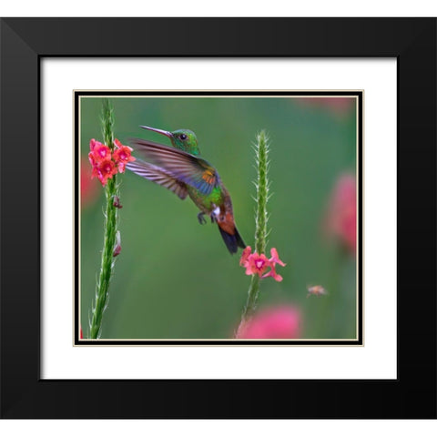 Copper Rumped Humming Bird Black Modern Wood Framed Art Print with Double Matting by Fitzharris, Tim