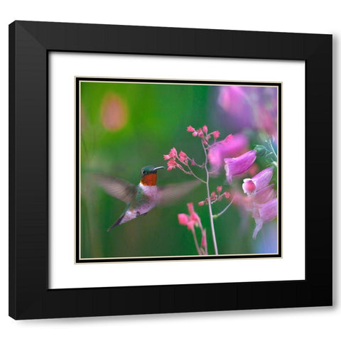 Ruby Throated Hummingbird Black Modern Wood Framed Art Print with Double Matting by Fitzharris, Tim