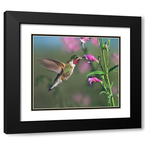 Broad Tailed Hummingbird at Penstemon Black Modern Wood Framed Art Print with Double Matting by Fitzharris, Tim
