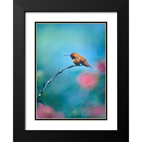 Rufous Hummingbird Sitting on Branch Black Modern Wood Framed Art Print with Double Matting by Fitzharris, Tim