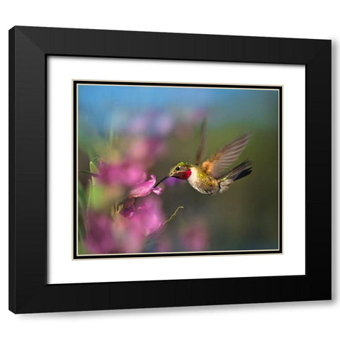 Broad Tailed Hummingbird at Penstemon Black Modern Wood Framed Art Print with Double Matting by Fitzharris, Tim