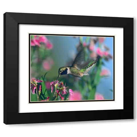 Black Chinned Hummingbird Black Modern Wood Framed Art Print with Double Matting by Fitzharris, Tim