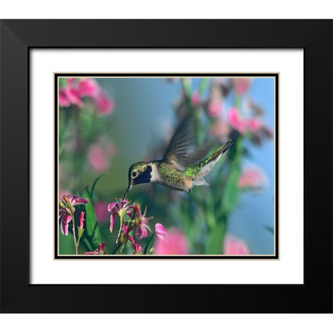 Black Chinned Hummingbird Black Modern Wood Framed Art Print with Double Matting by Fitzharris, Tim