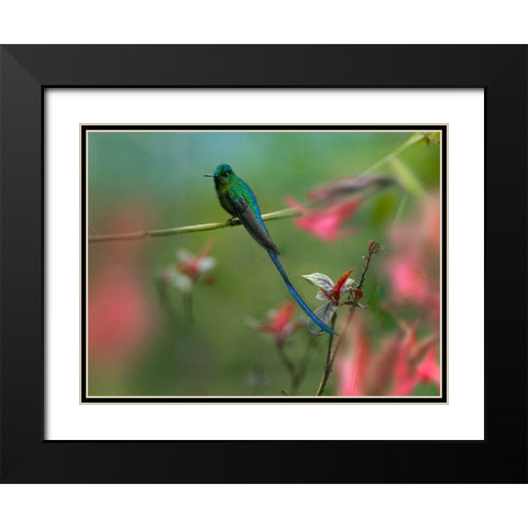 Long Tailed Sylph Hummingbird Ecuador Black Modern Wood Framed Art Print with Double Matting by Fitzharris, Tim
