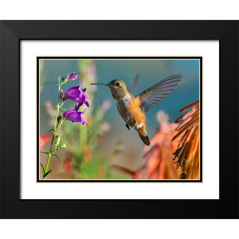 Broad Tailed Hummingbird Black Modern Wood Framed Art Print with Double Matting by Fitzharris, Tim