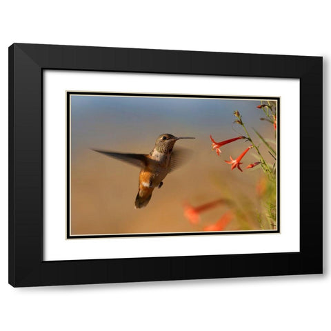 Broad Tailed Hummingbird Black Modern Wood Framed Art Print with Double Matting by Fitzharris, Tim