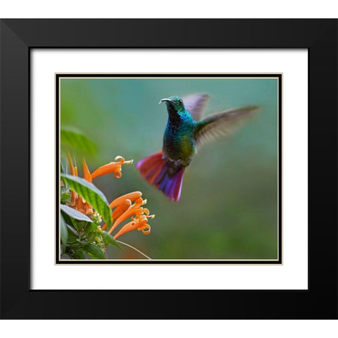 Green Breasted Mango Hummingbird at Flame Vine Black Modern Wood Framed Art Print with Double Matting by Fitzharris, Tim